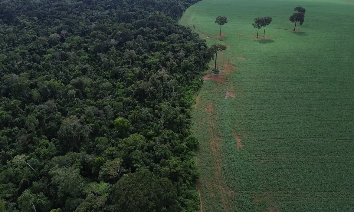 Desmatamento cai no Brasil